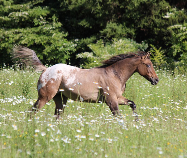 Introducing the talent, beauty and sweet nature of the Sportaloosa