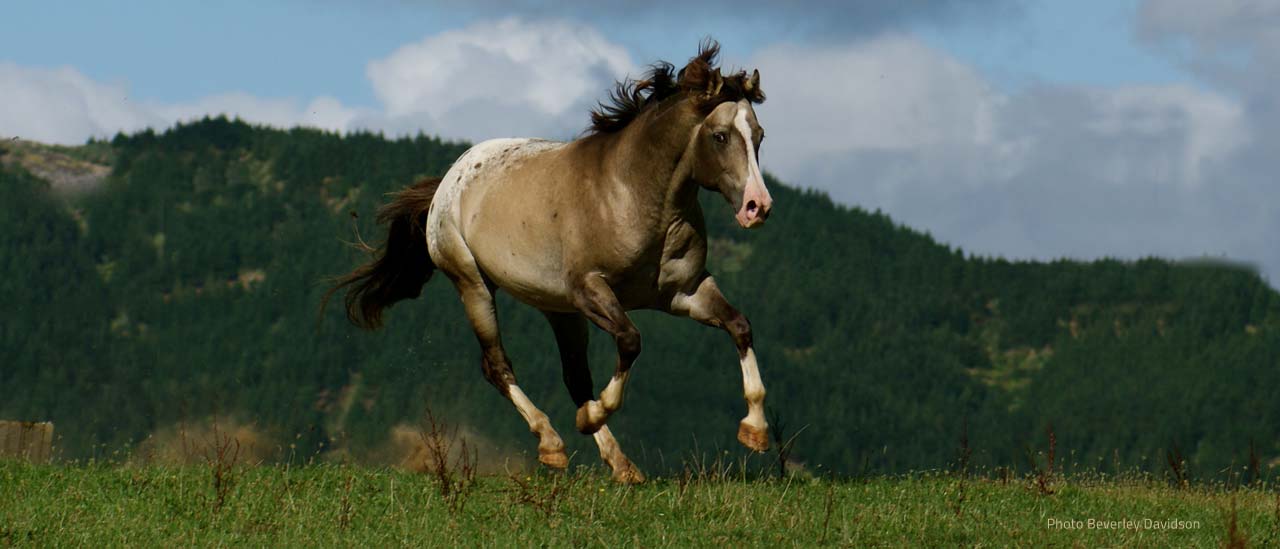 Imported Appaloosa stallion at stud in New Zealand - Mighty Luminous by Mighty Storm Song