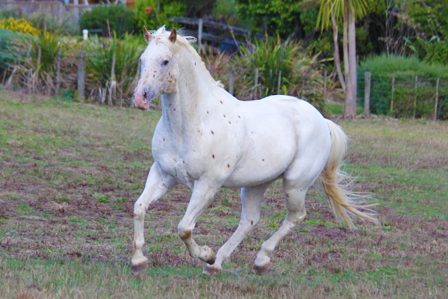 Appaloosa / Sportaloosa stallion at stud in New Zealand - Skip's Supreme imp USA
