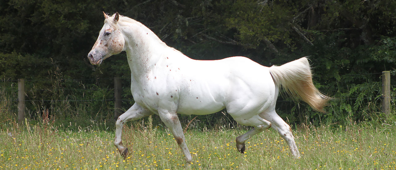 Imported Appaloosa stallion at stud in New Zealand - Skip's Supreme by Skip Of Stars