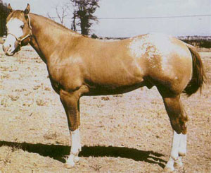 Mighty Bright - ApHC Hall of Fame Appaloosa stallion
