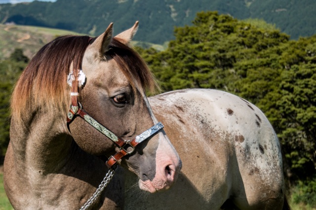 Appaloosa / Sportaloosa stallion at stud in New Zealand - Mighty Luminous imp Aust