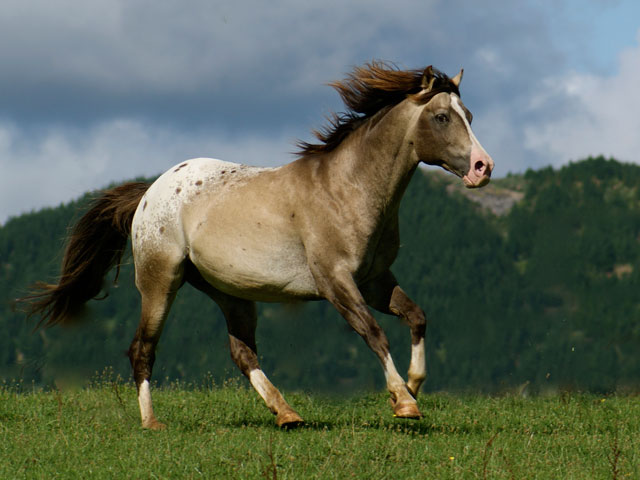 Appaloosa / Sportaloosa stallion at stud in New Zealand - Mighty Luminous imp Aust