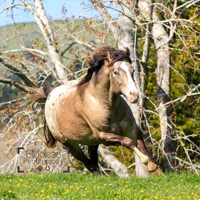 Mighty Luminous - sensational Sportaloosa stallion at stud this season