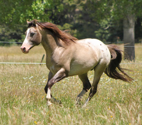 Appaloosa stallion Mighty Luminous