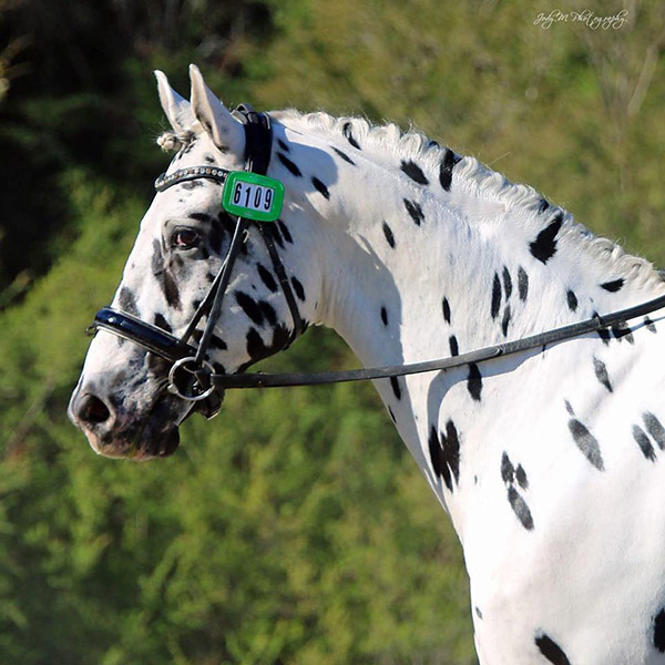 Knabstrupper stallion by frozen semen in New Zealand - Sartor's Supermodel imp Denmark