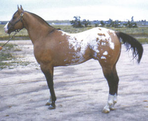 Bright Eyes Brother - ApHC Hall of Fame Appaloosa stallion