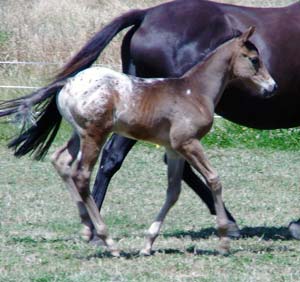 Filly by Mighty Luminous