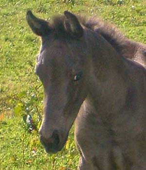 Optical Illusion - filly by Mighty Luminous