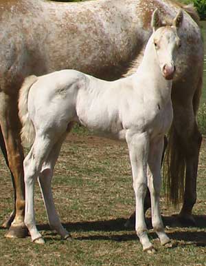 Mighty Luminous pony filly