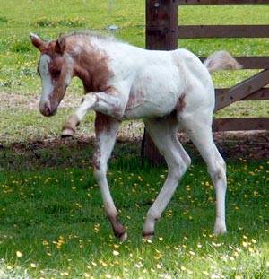 Appaloosa filly by Cayuse A Grand Illusion