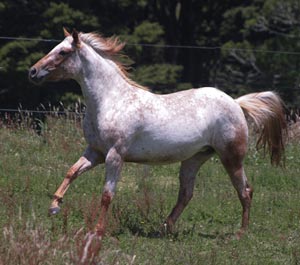 Chestnut blanketed Appaloosa colt Skiptified