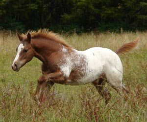 Chestnut blanketed Appaloosa colt Skiptified