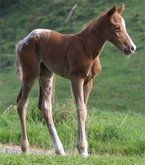Appaloosa filly by Mighty Luminous out of Zippolita (QH)