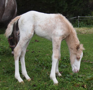 Appaloosa colt by Mighty Luminous out of Awanui Bounce & Play