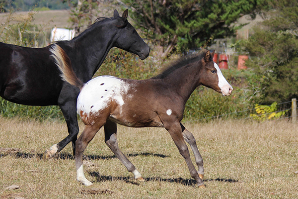 Colt by Appaloosa / Sportaloosa stallion Mighty Luminous